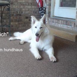 Berger Blanc Suisse and German Shepherd Puppies from Vom Hundhaus German Shepherds