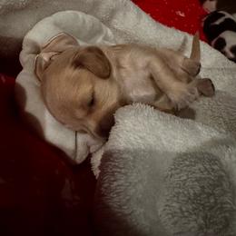 Frost - Cream male Dachshund puppy in Summit, South Carolina from Doxies4Paws