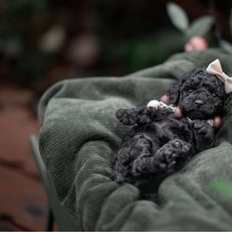 Abigale Gabble - Black female Cockapoo puppy in Deming, Washington from Heavenly Puppies to Love
