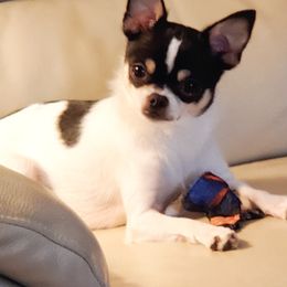 Chihuahua Puppies from Fine Whines & Lickers