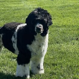Portuguese Water Dogs from Sea Angels Portuguese Waters Dogs