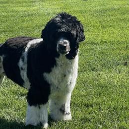 Portuguese Water Dogs from Sea Angels Portuguese Waters Dogs