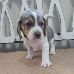 Black - Blue tan and white male Beagle puppy in Henefer, Utah from Lazy G Kennels