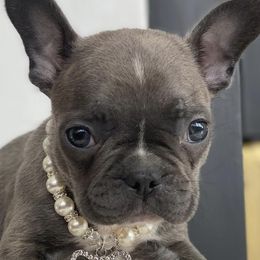 French Bulldogs from Bmore French