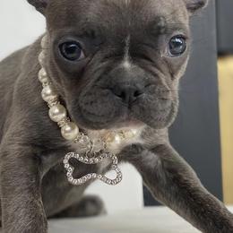French Bulldogs from Bmore French