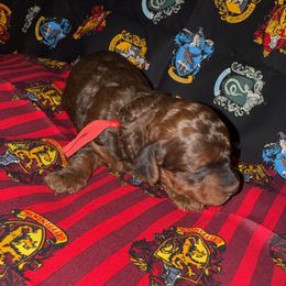 Ronald Weasley red - Phantom male Poodle puppy in Wittmann, Arizona from Marlees Puppies 1