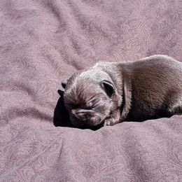 Boston Terrier and French Bulldog Puppies from Freedom Bostons