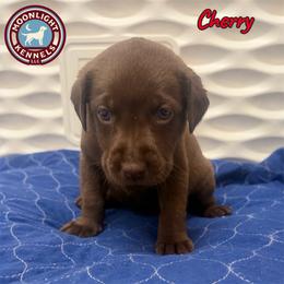 Cherry - Chocolate female Labrador Retriever puppy in Elloree, South Carolina from Moonlight Kennels LLC