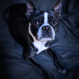 Serana - Boston Terrier