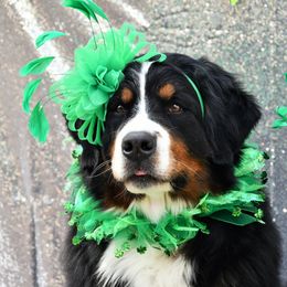 Bernese Mountain Dogs from Zenith