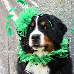Bernese Mountain Dogs from Zenith