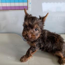 Tiger Lily - Chocolate and tan female Yorkshire Terrier puppy in Gatesville, Texas from KontryKritterz Yorkies