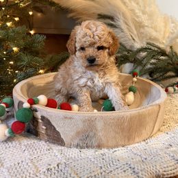 Assorted Doodle Crosses, Bordoodle, Goldendoodle, and Labradoodle Puppies from Card Family Ranch