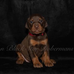 " litter" Doberman Pinscher Puppies from Black Star Dobermans