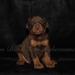 " litter" Doberman Pinscher Puppies from Black Star Dobermans