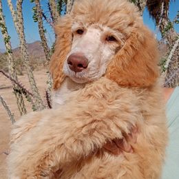 Poodle Puppies from Southwest Standards