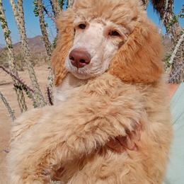 Poodle Puppies from Southwest Standards