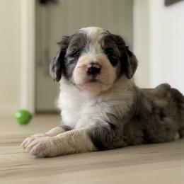 Boy 3 - White and blue merle male Bordoodle puppy in Shelton, Washington from Prophecy Kennels