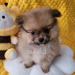 Hudson - Red sable male Pomeranian puppy in Ponca City, Oklahoma from Bliss Acres Farm