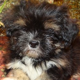 AKC  Nuriye - Black and tan female Lhasa Apso puppy in Fort Washington, Maryland from GyanGanj Lhasa Apso