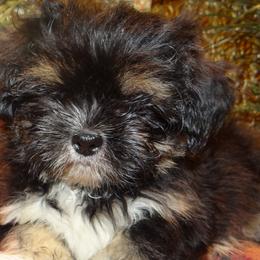 AKC  Nuriye - Black and tan female Lhasa Apso puppy in Fort Washington, Maryland from GyanGanj Lhasa Apso