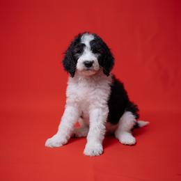 Kurlie - Black and white female Sheepadoodle puppy in Los Angeles, California from Exquisite Doodles