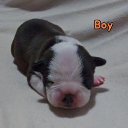 Orange - Seal and white male Boston Terrier puppy in Clinton Township, Michigan from Greenberg's Boston Terriers & Bullies of Metro Detroit