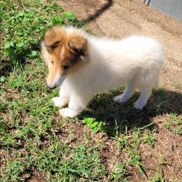 Teddy - White male Collie puppy in Newberry, South Carolina from Country Haven Collies