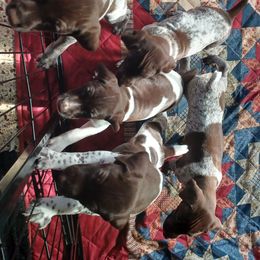 Quinn - Liver and white female German Shorthaired Pointer puppy in Elberta, Alabama from Old Orchard Farm