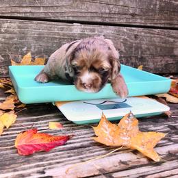 Spice - Merle female Cockapoo puppy in Hermiston, Oregon from Columbia River Cockapoos