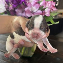 Boy 5 - male English Springer Spaniel puppy in Vacaville, California from Goldridge Springers