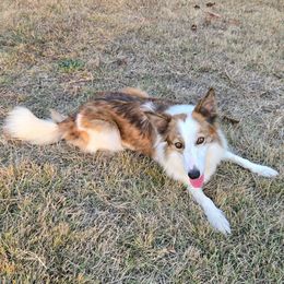 Robin - Border Collie