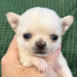 Tiny Harper - Cream female Chihuahua puppy in Spring Hill, Florida from Stardom Chihuahuas & CKCS
