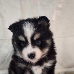 Pomsky Puppies from Puppy Pack