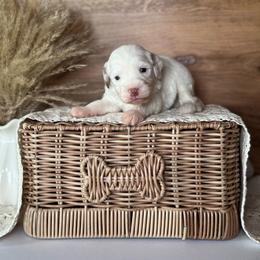 Blue Boy - Parti male Goldendoodle puppy in Lowville, New York from DM Hilltop FURfamily
