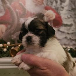 Boy 3 - Gold and white male Shih Tzu puppy in North Carolina from WillowCreek Mountain View Shih Tzu