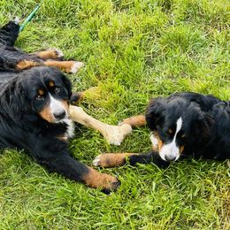 Bernese Mountain Dog All Grown Up from Black Forest Bernese