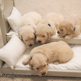Golden Retriever Puppies from Cannon's Au Retrievers