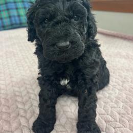 Ebony - Black female Labradoodle puppy in Lowville, New York from Adirondack Labradoodles
