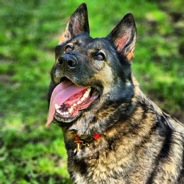 Arwen  - German Shepherd