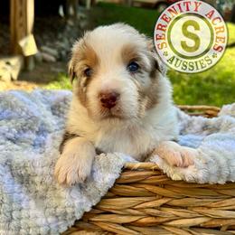 Blue Collar - Red merle male Australian Shepherd puppy in Winston Salem, North Carolina from Serenity Acres Aussies