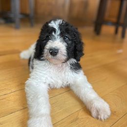 Girl 1 - Bernedoodle puppy in Nebraska from Oakey Dokey Doodles