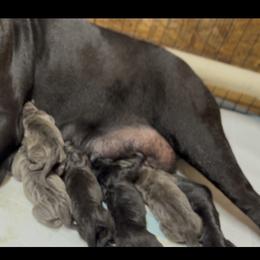 Chris - Black male Cane Corso puppy in Las Vegas, Nevada from LV3M Cane Corso