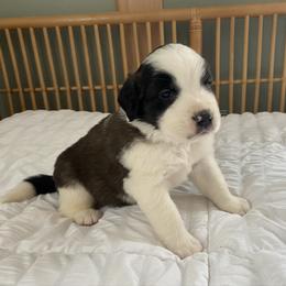 Dark green collar male - Red and white male Saint Bernard puppy in Albany, Georgia from Magnolia Saint Bernards