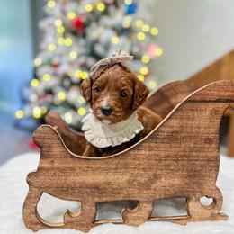 Rani - Red  female Goldendoodle puppy in Sulphur, Louisiana from Curly Q’s Of Carlyss