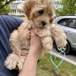 Bernedoodle, Cavalier King Charles Spaniel, and Poodle Puppies from Ellas.Pups (Bernedoodles & Cavapoos)