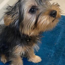 French Bulldogs and Silky Terriers from Fur-Ever Friends