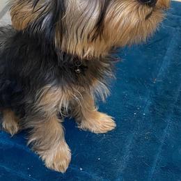 French Bulldogs and Silky Terriers from Fur-Ever Friends