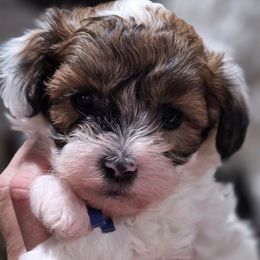 Grinch Blue - Black gold and white male Shihpoo puppy in Vernon, Texas from Sugarland's Texas Goldendoodles