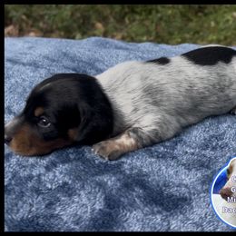 Stunning Piebald Boy With Heavy Ticking - Piebald male Dachshund puppy in Brunswick, Georgia from Coastal Georgia Miniature Dachshunds
